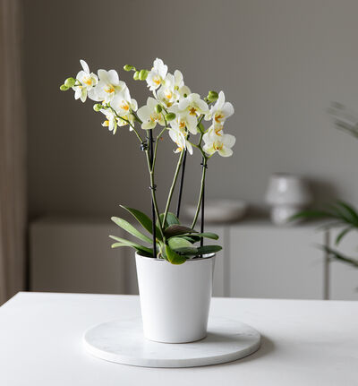 Hvit orkidé Bouquetto i hvit potte